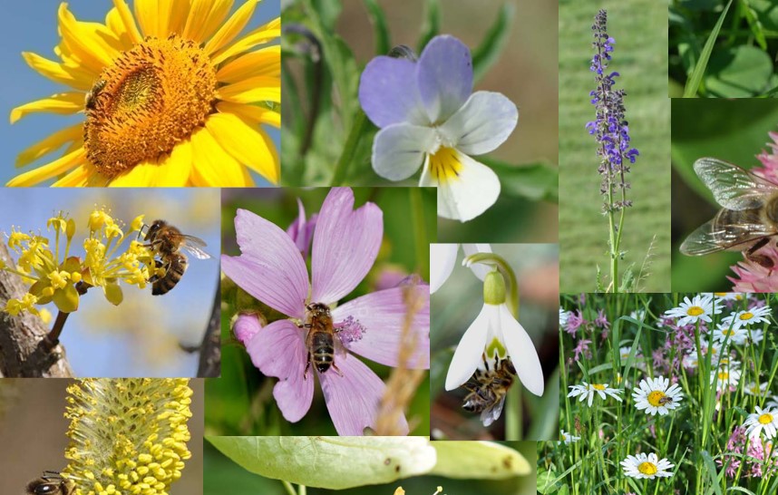 Bienenweide.jpg