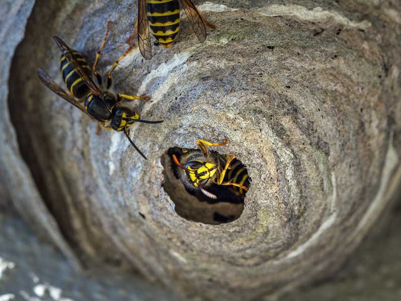 Bienenschwärme, Hornissen- und Wespennester wespennest_1gtljcosfyc1i.jpg